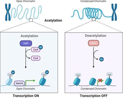 acetylation histone deacetylation deacetylase hdacs acetyl frontiersin